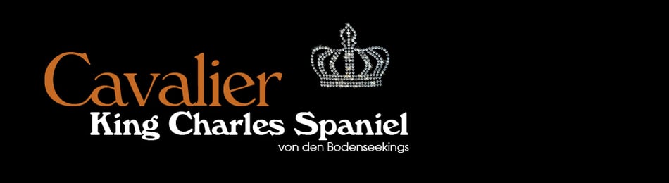 bodenseekingss Webseite!