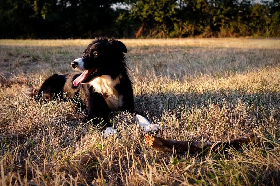 Jed on an evening walk around our property.