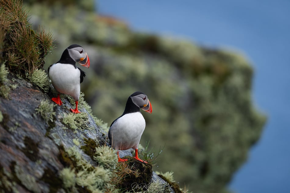 Zwei Papageientaucher auf der Insel Runde schauen gemeinsam in die Tiefe
