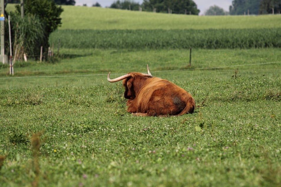 Leadership: Büffel haben nichts verloren in Führungspositionen.