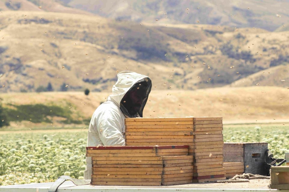 Récolte de Miel de Manuka en Nouvelle-Zélande avec un apiculteur récoltant les hausses de Miel sur un camion des plaines et des montagnes au fond, milliers d'abeilles volantes