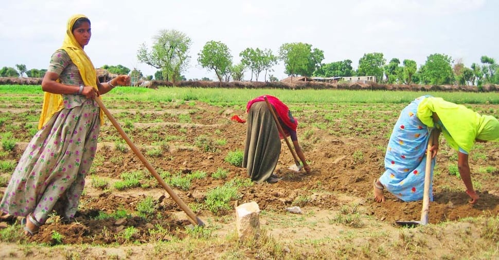 ヘナ畑のお手入れ風景