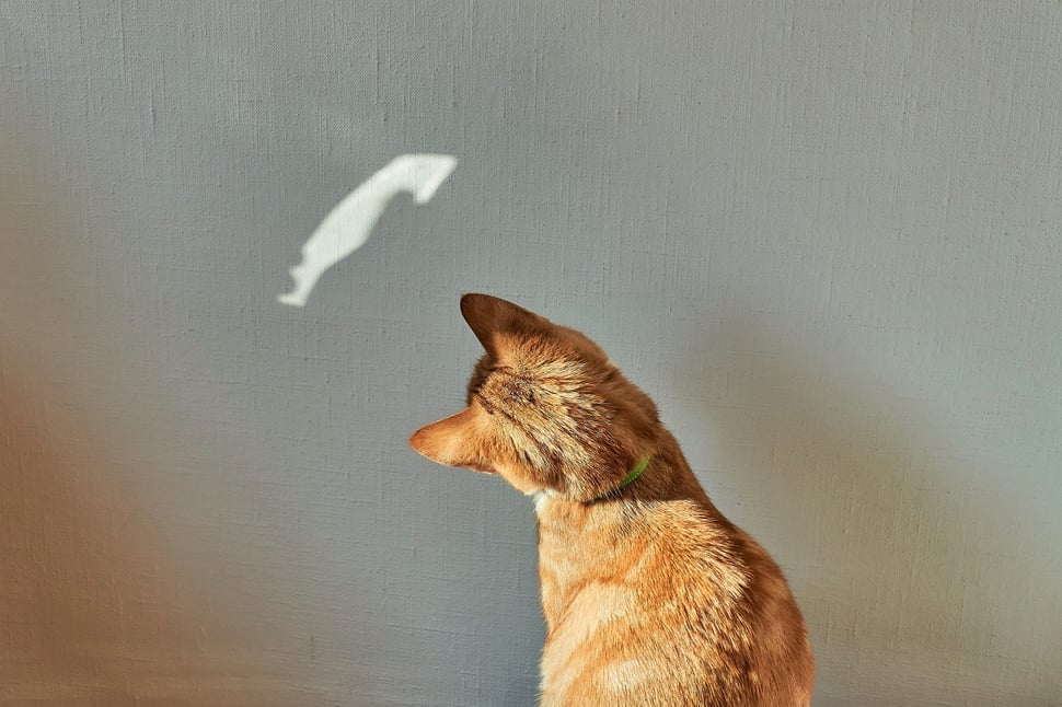 The image shows a photograph of a red cat starring at a light spot on a white wall.