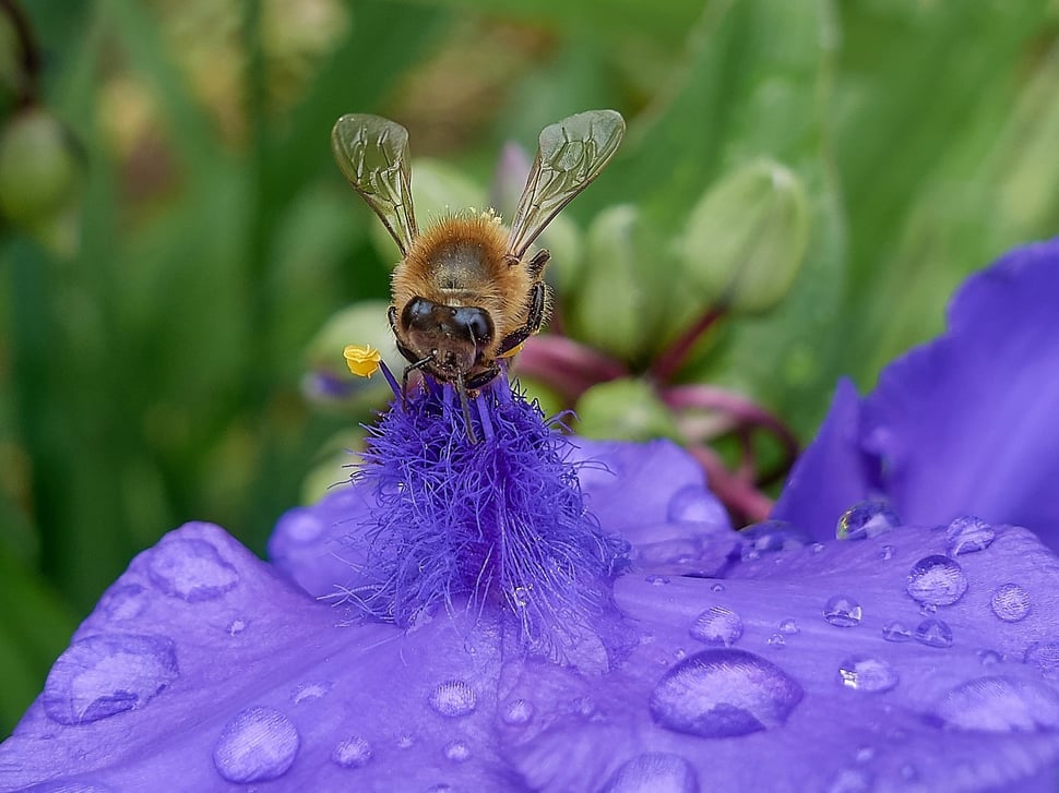 The image shows the photograph of a bee sitting on  the purple blossom of a flower with some rain drops on it.