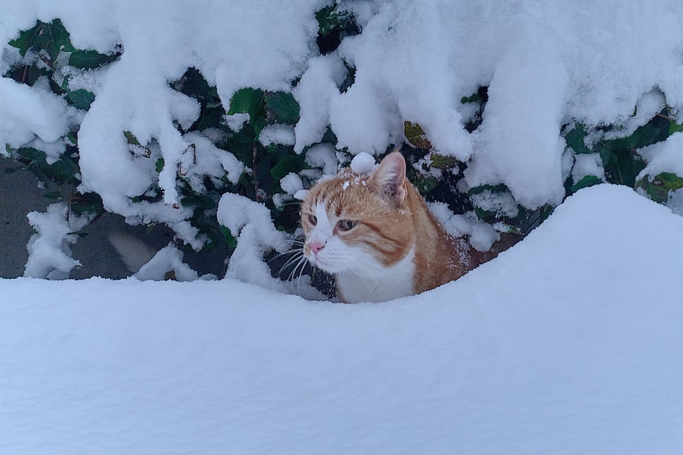 The image shows the photograph of a red and white cat peeking out from behind a pile of snow. You can only see the cat's head.