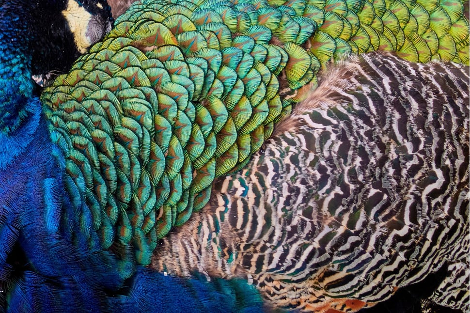 The image shows the close-up photograph of a peacocks's plumage. 