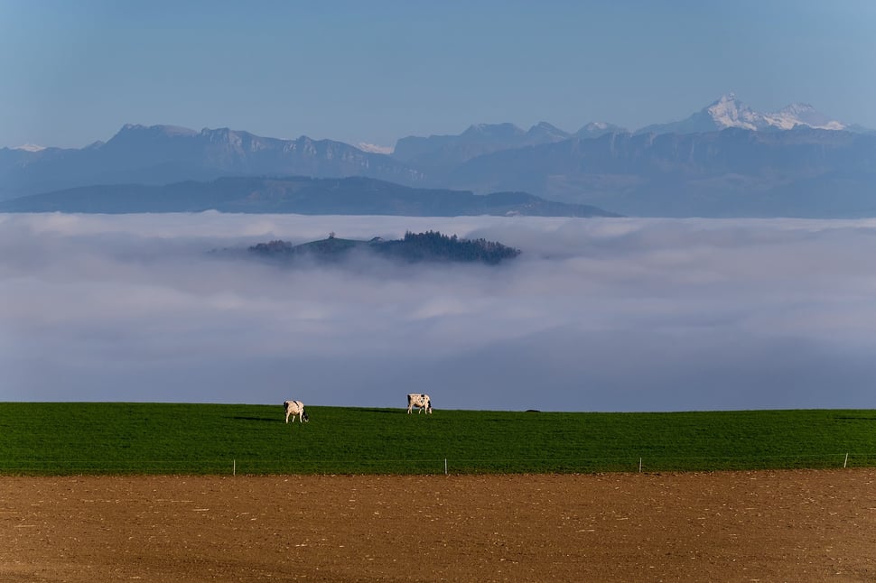 The picture shows a photo of two grazing cows (in the foreground), a sea of fog with a wooded hill (in the middle ground) and a mountain range (in the background) on a beautiful winter's day.