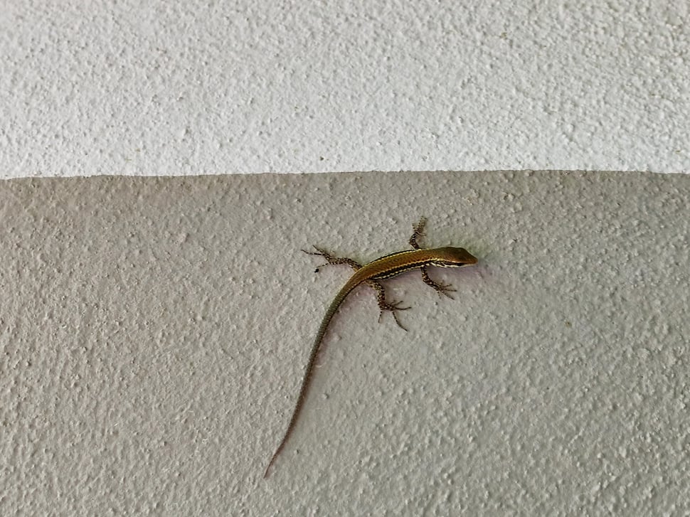 The image shows the photography of a lizard on a painted house wall.