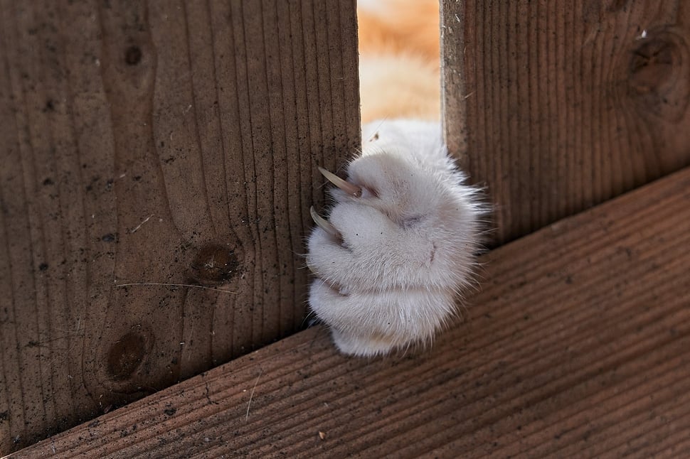 The image shows the photograph of a cat's claw reaching through a slit in a wooden crate.
