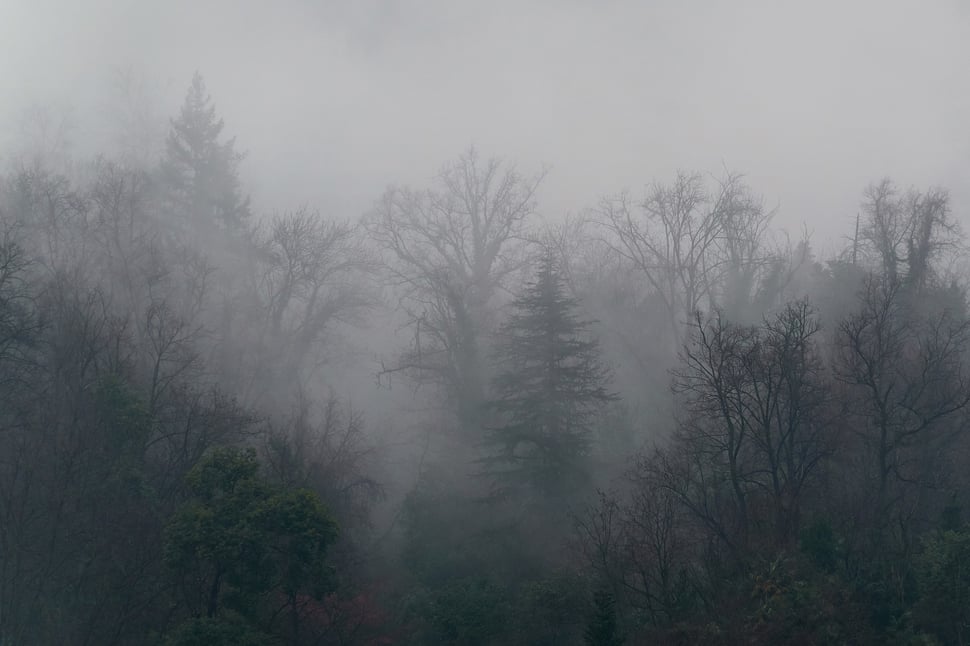 The image shows the photograph of a piece of forest on a foggy winter day.