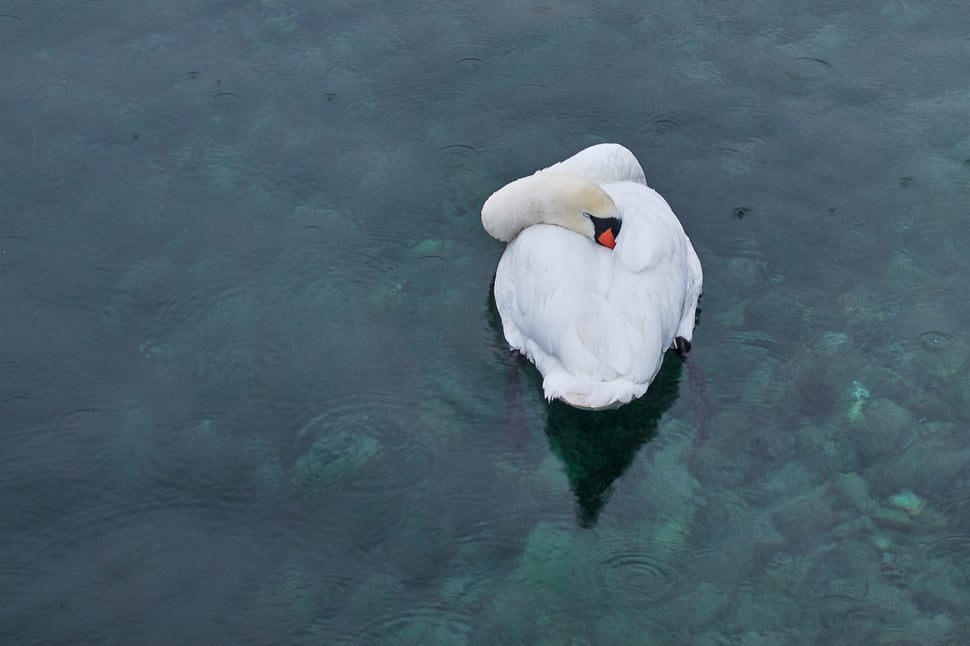 The image shows a photograph of a sleeping bright white swan against the dark background of green blue water.