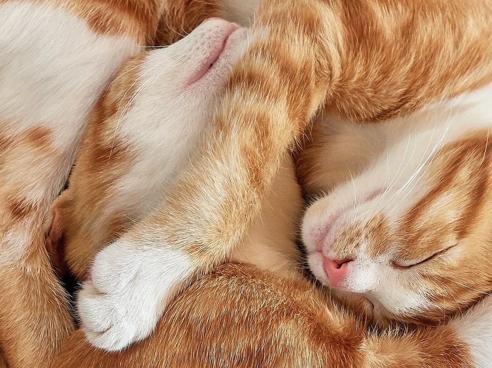 The image shows the close-up photograph of the heads of two sleeping red cats that are intertwined. 