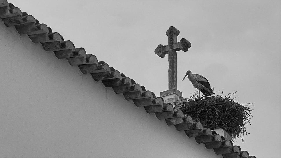 The image shows the black and white photograph of a stork standing in its nest next to a cross on the roof of a church.