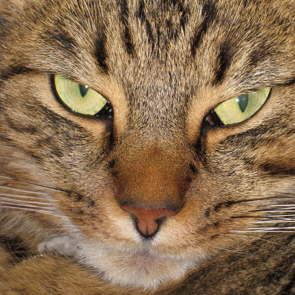 The image shows the close-up photograph of a cat's face.
