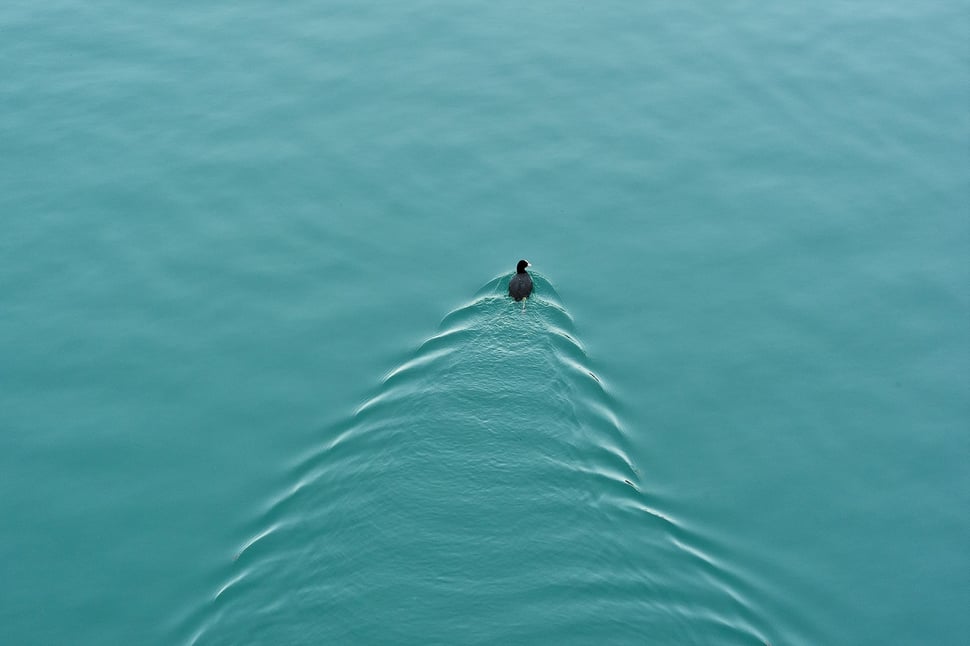 The image shows the photograph of a common coot swimming against the current.