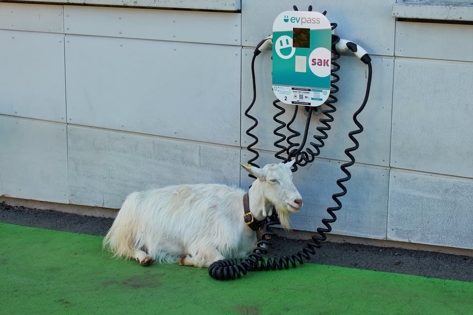 The image shows the photograph of a goat lying below a loading station for electric cars.
