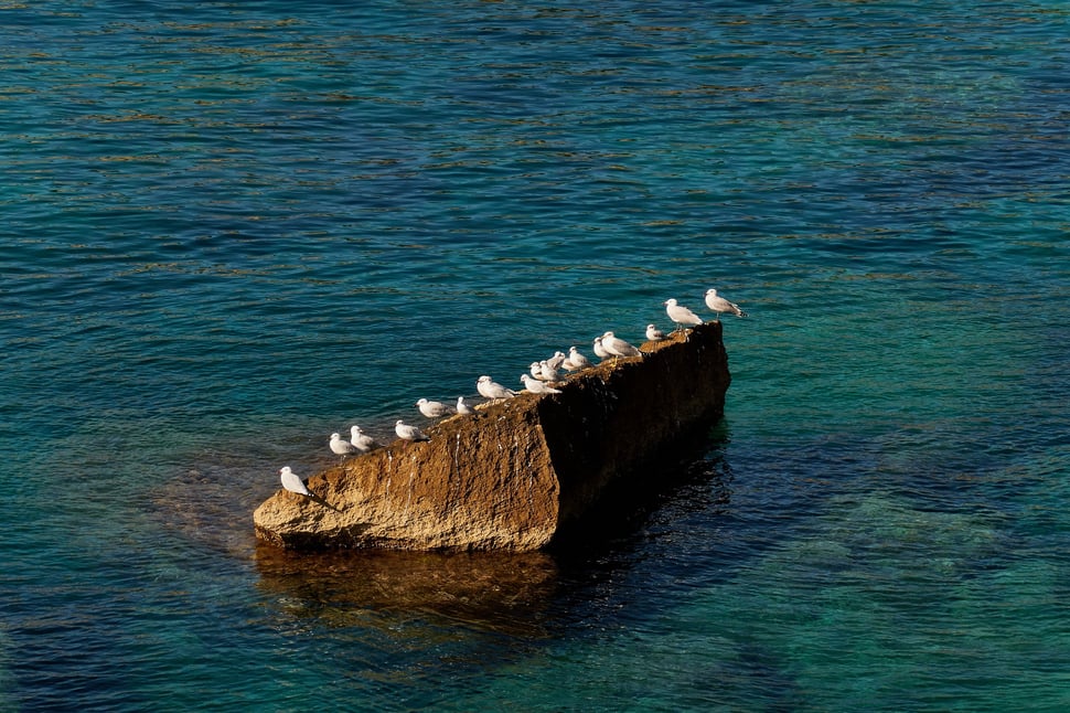 The image shows the photograph of white birds standing on a rock in the mediterranean sea near Castro (Southern Italy). It's morning on a beautiful fall day.
