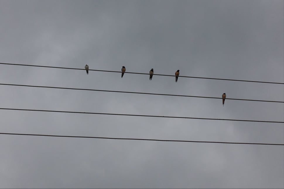 The image shows the photograph of five birds sitting on wires against a grey sky.