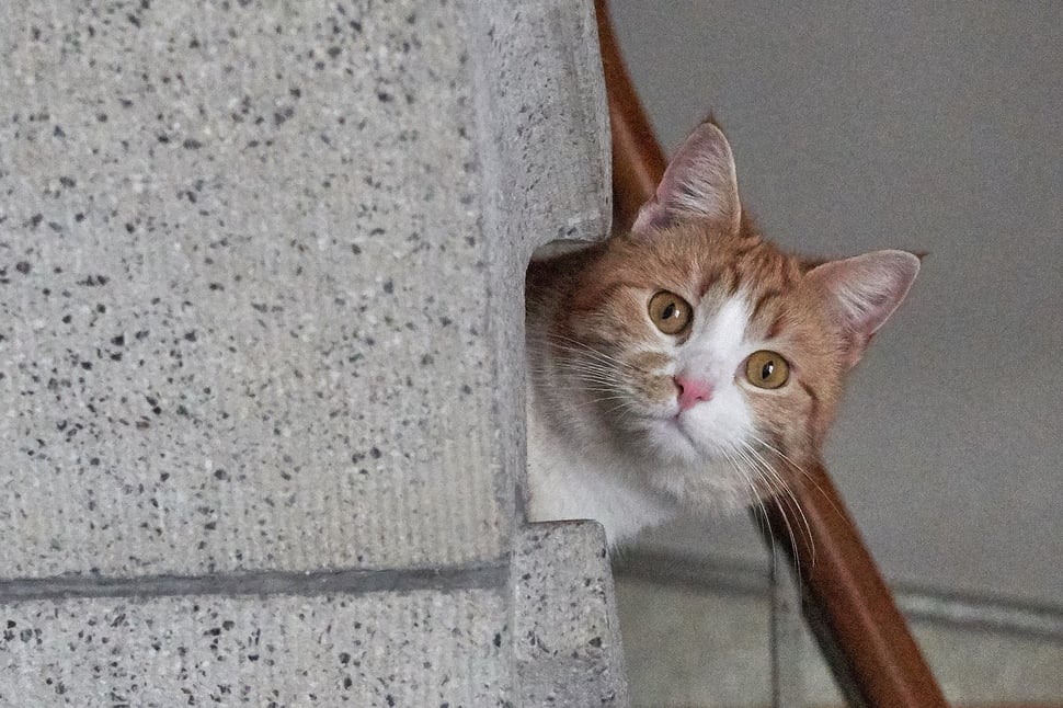 The image shows a photograph of a reddish cat peeking into the camera from behind some stairs.