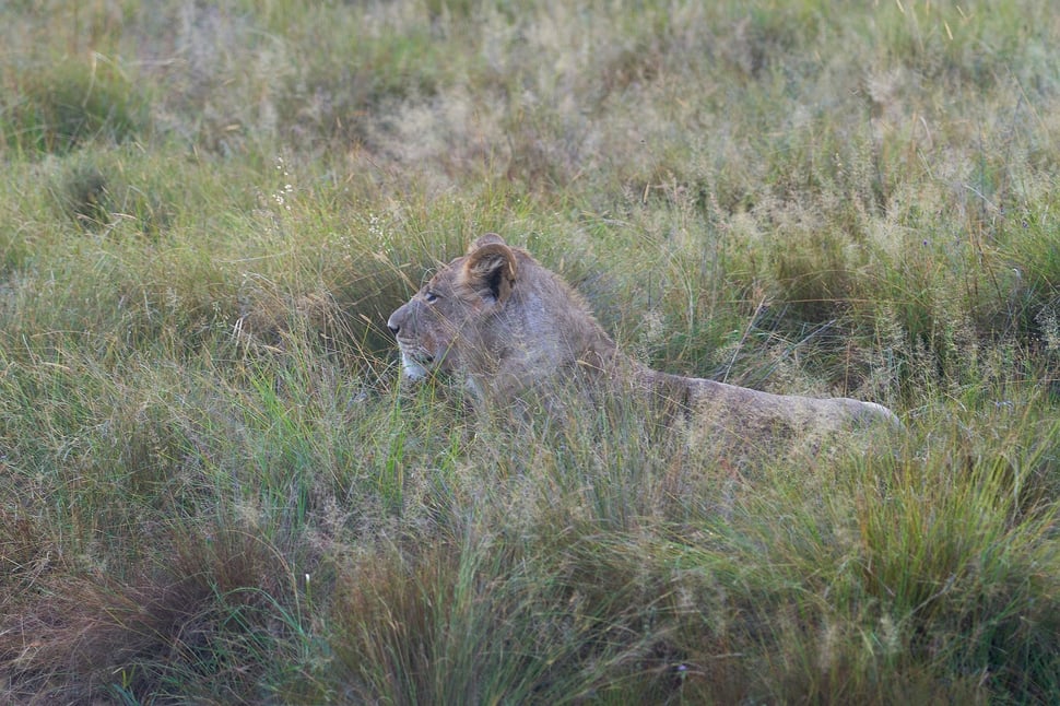 The image shows the photograph of a lioness lying relaxed in high grass. The location is a national park in the north of South Africa.