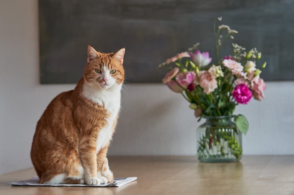 The image shows a photograph of a reddish cat sitting on a newspaper on a table. There is a bouquet of flowers in the background.