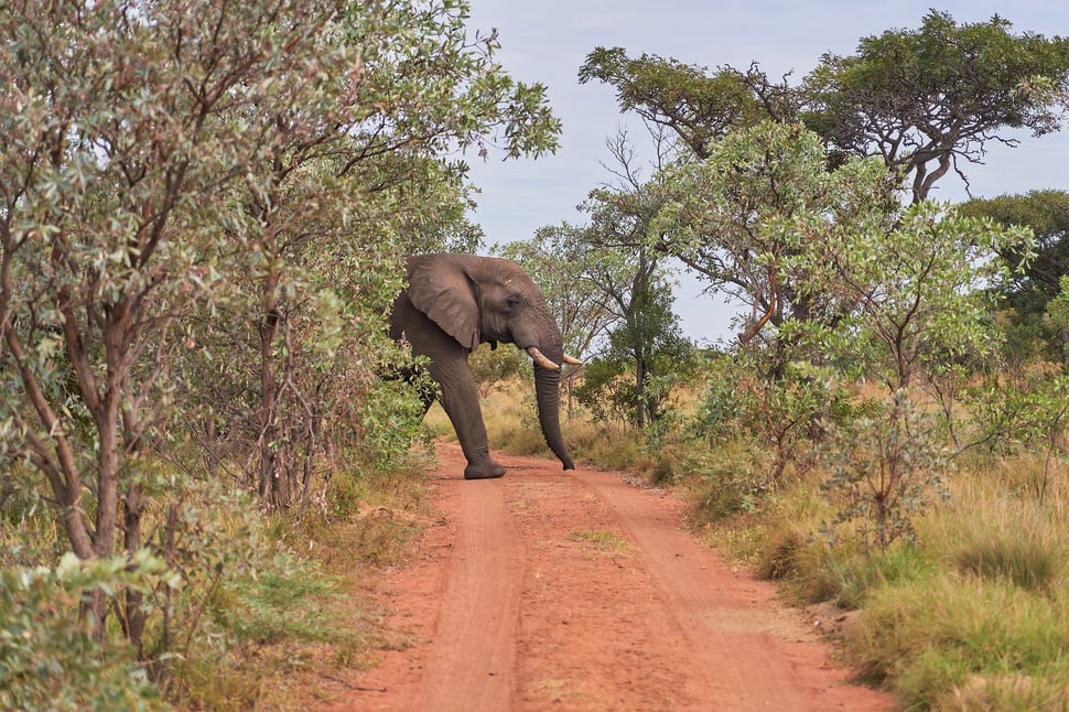 The image shows a photo of part of an elephant crossing a dirt road in a game resort in South Africa. 
