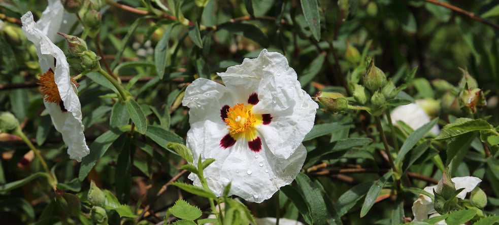 Organisationsentwicklung durch Führungsqualität - lässt Unternehmen erblühen