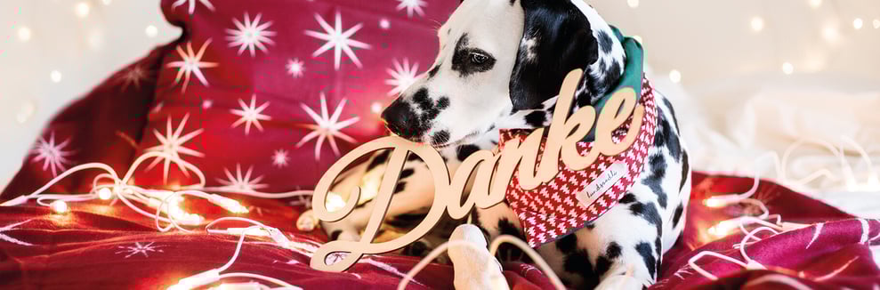 hundsoadli Shooting mit Hund an Weihnachten