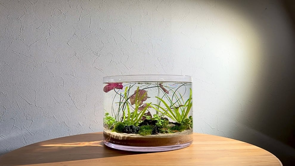 メダカレイアウトの基本を説明