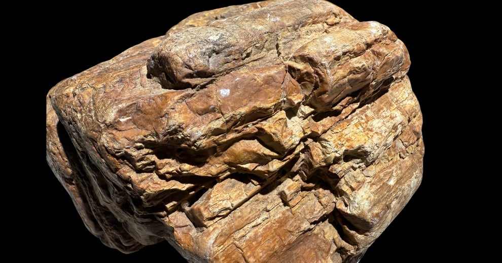 木化石を使った人気のレイアウト