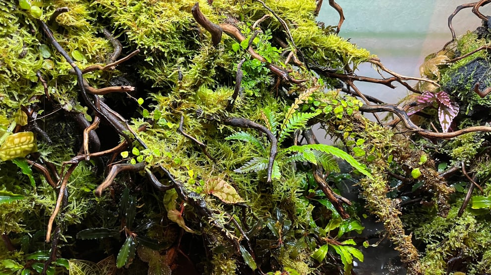 パルダリウム水槽レイアウトなら水槽素材