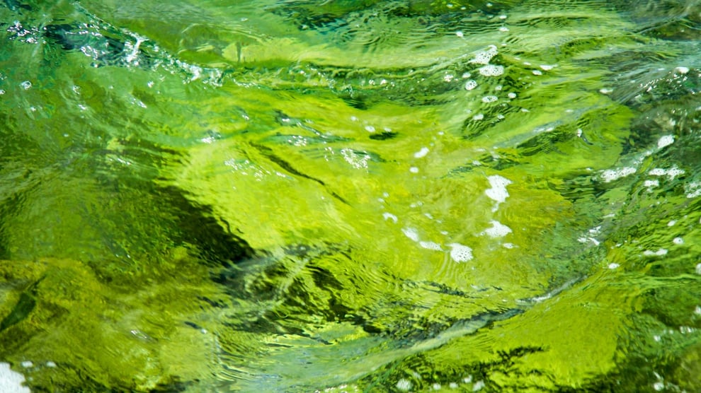 グリーンウォーター