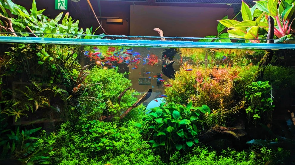 流木のレイアウト