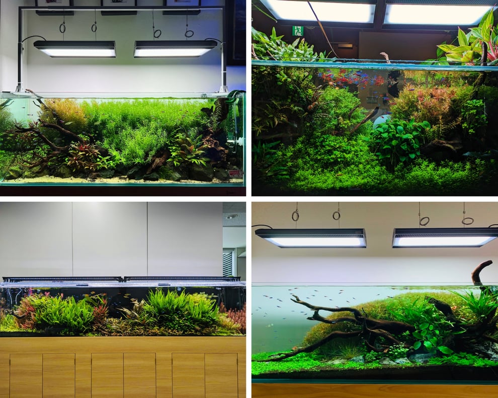 水草水槽のレイアウト事例