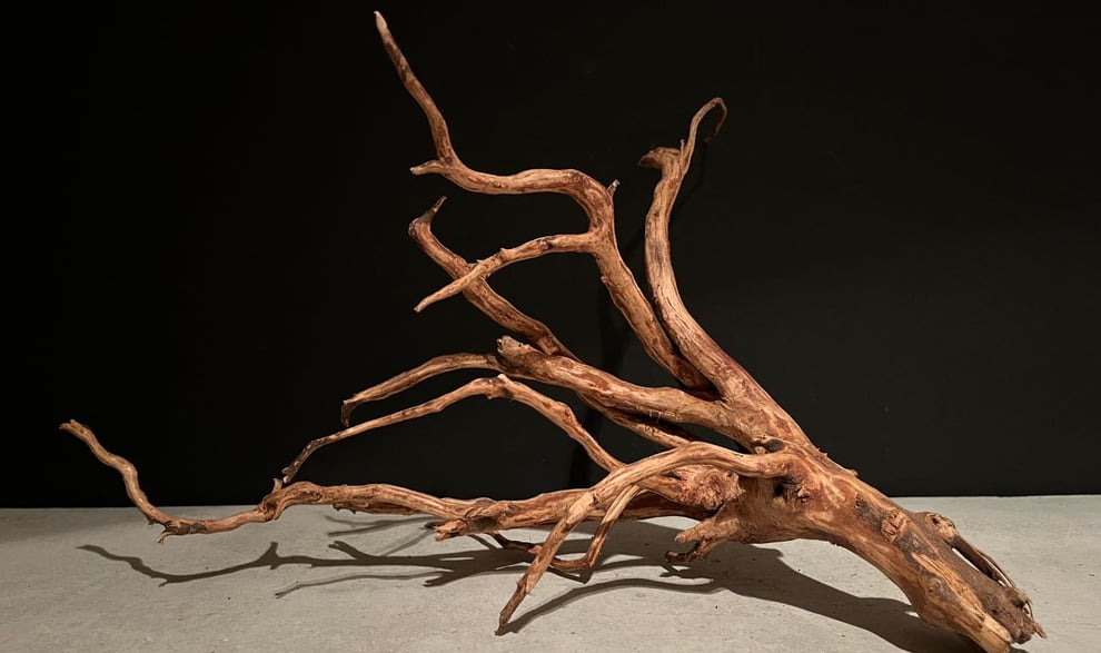 流木の意味や起源を説明