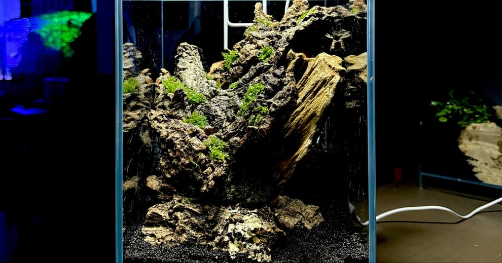 木化石を使ったレイアウト