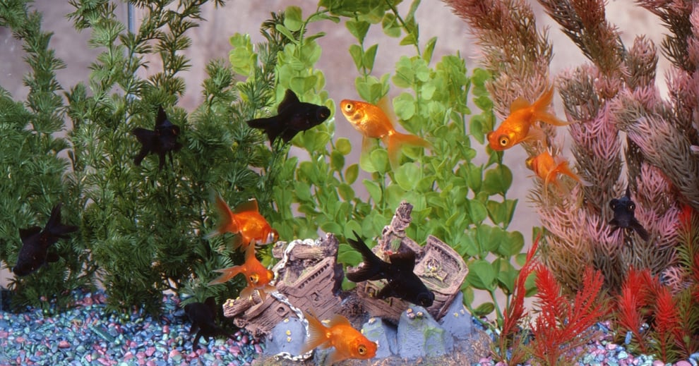 金魚飼育の失敗例