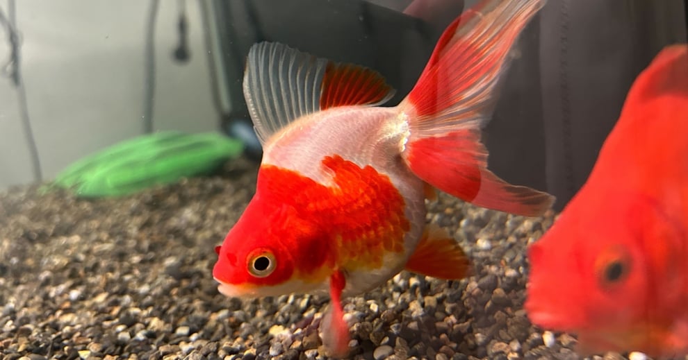 金魚水槽のレイアウトまとめ