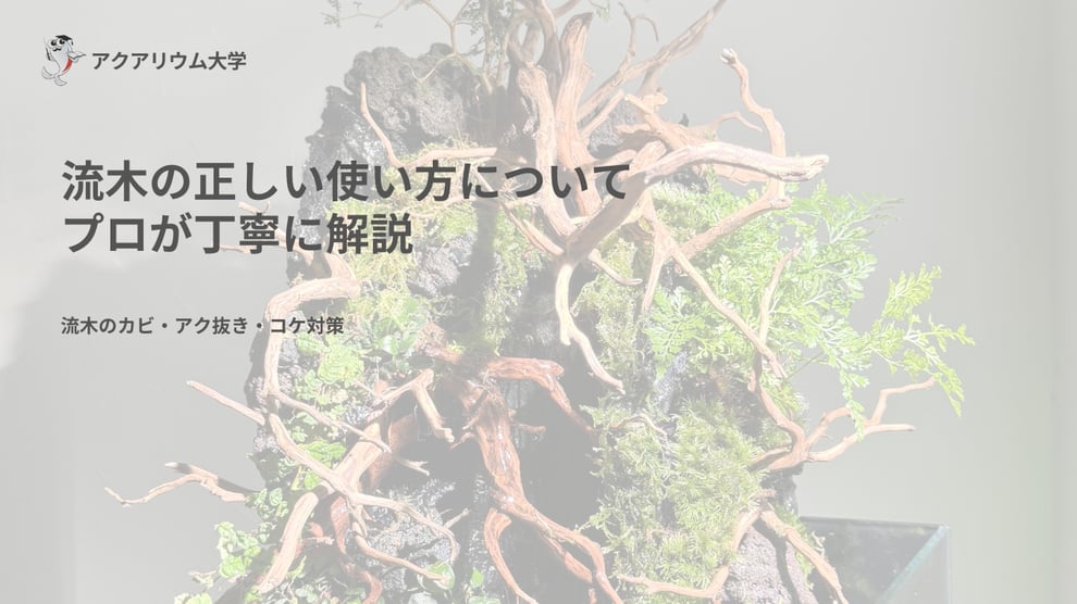 流木の正しいアクアリウムへの導入方法を解説