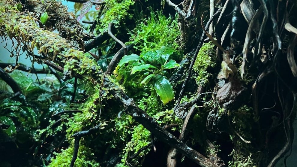 誰でもできる流木レイアウトの説明