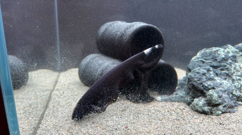 ブラックゴーストの混泳