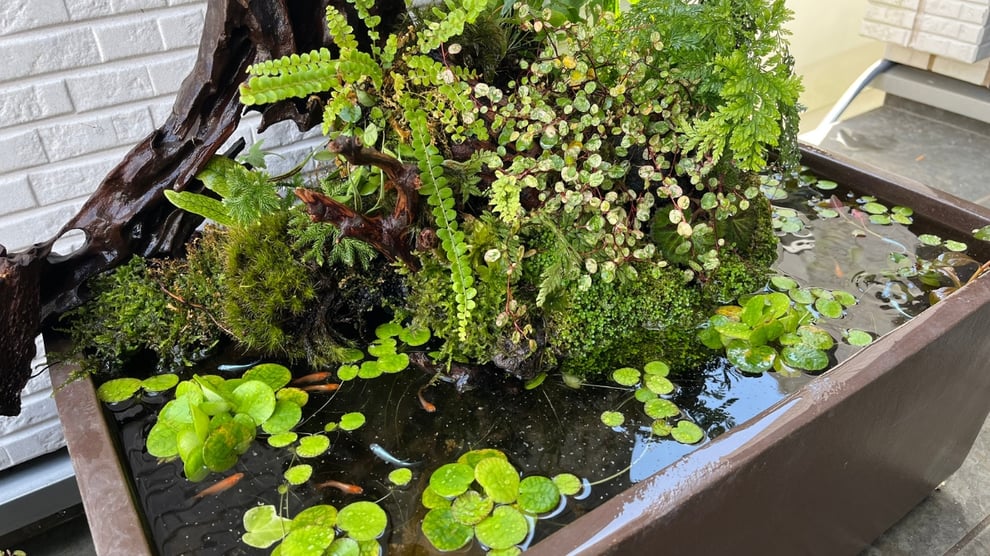 メダカにおすすめな水草を説明