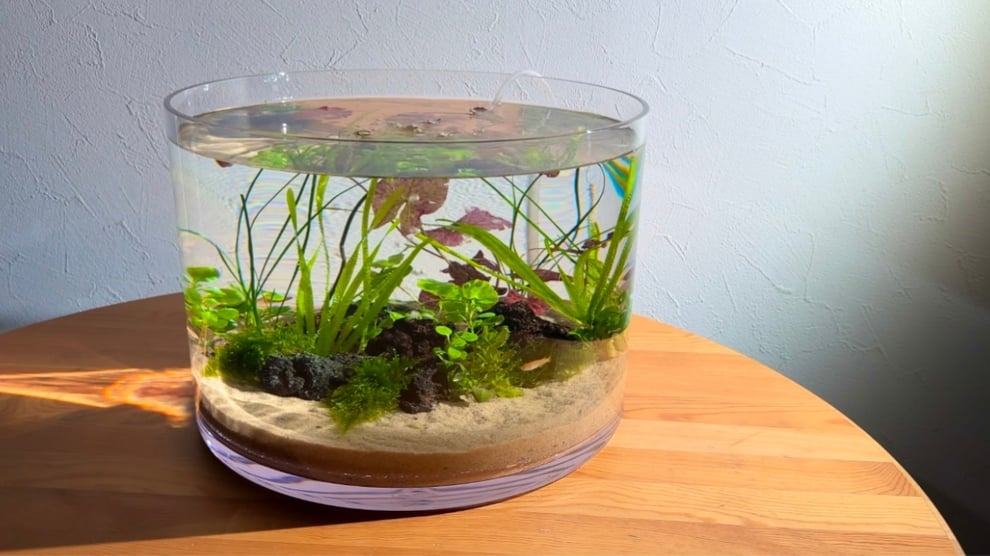 ダッチアクアリウム