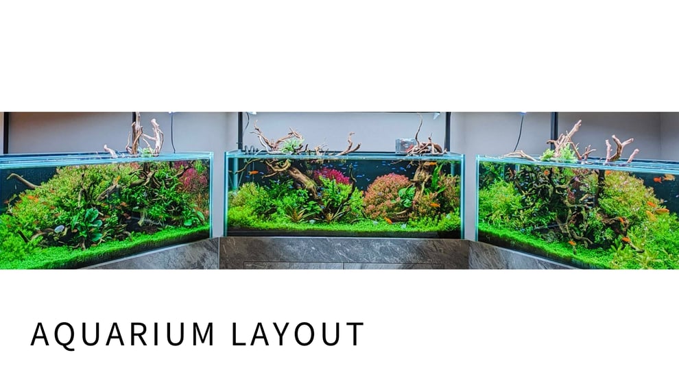 アクアリウムのレイアウトを写真で説明