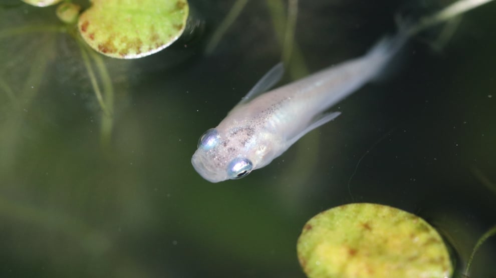 メダカが泳ぐグリーンウォーター