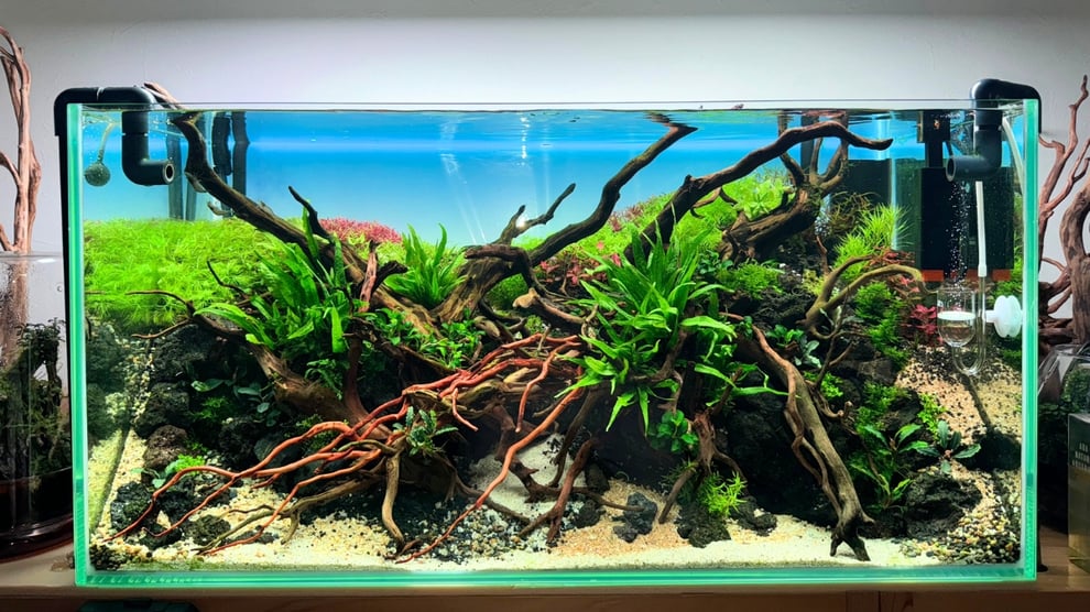 大型流木を使った水槽レイアウト事例