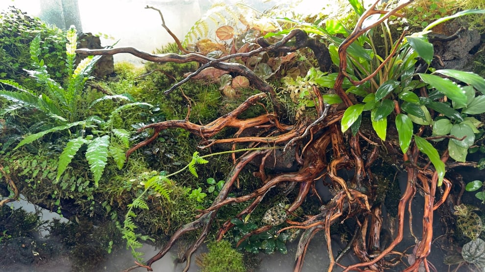 エレファントウッドとスマトラウッドの組み合わせを説明