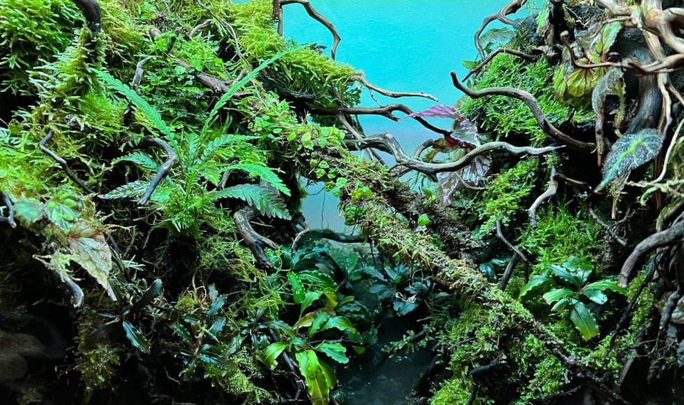 アクアテラリウムとして流木を使用