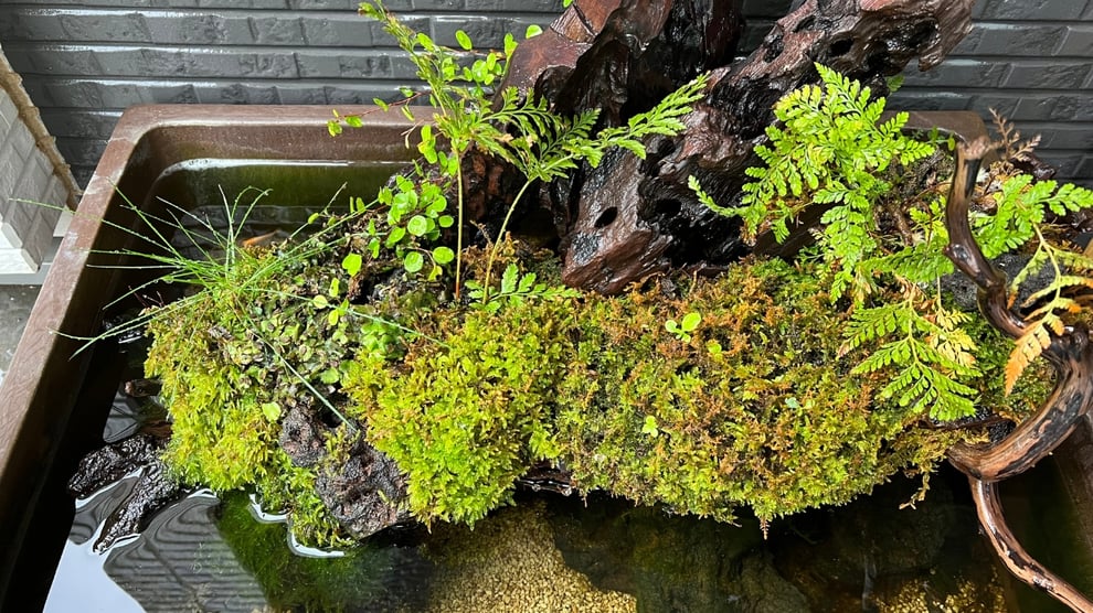 メダカの泳ぐビオトープレイアウト