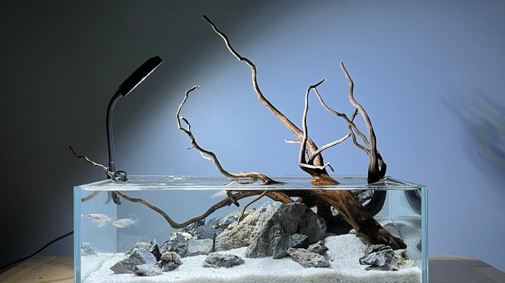 メダカレイアウトの基本